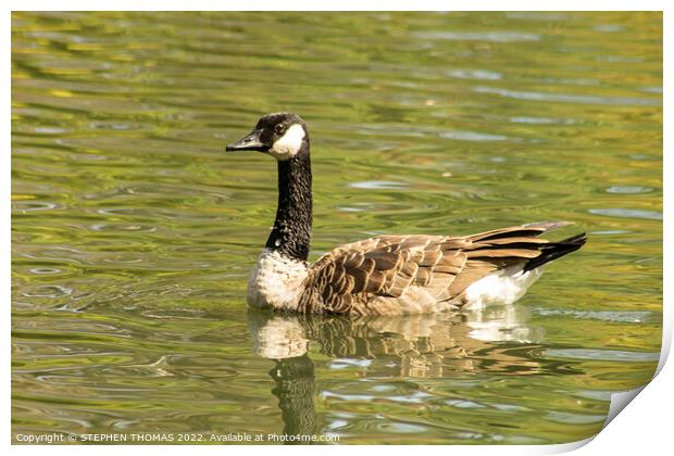 Canada Goose Swimming Print by STEPHEN THOMAS