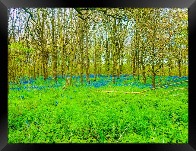 Enchanting Bluebell Forest Framed Print by Simon Hill