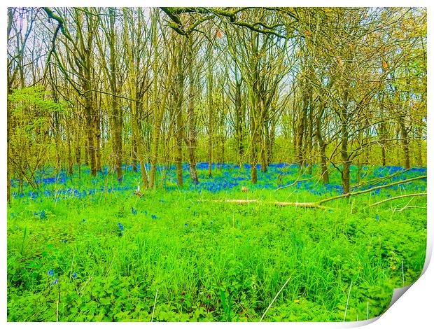 Enchanting Bluebell Forest Print by Simon Hill