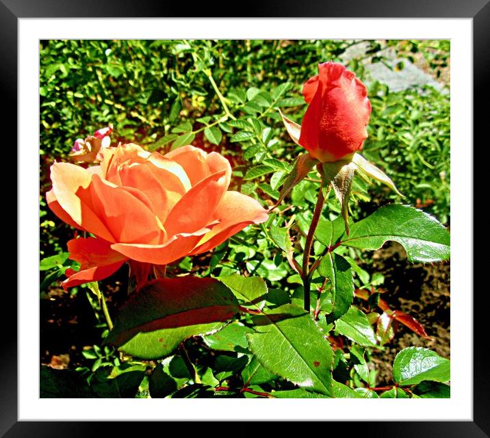 Orange Rose Framed Mounted Print by Stephanie Moore