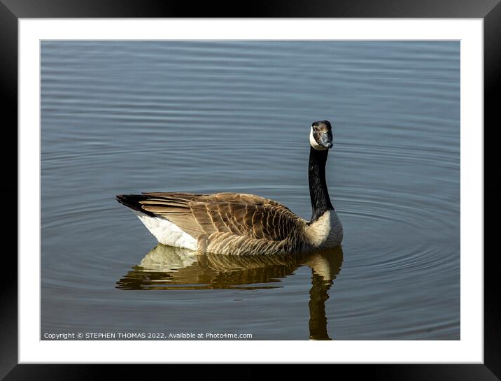 Canada Goose- I'm watching you Framed Mounted Print by STEPHEN THOMAS