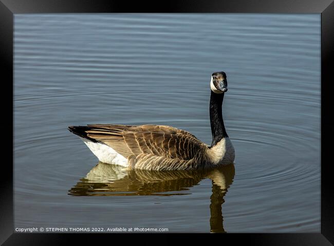 Canada Goose- I'm watching you Framed Print by STEPHEN THOMAS