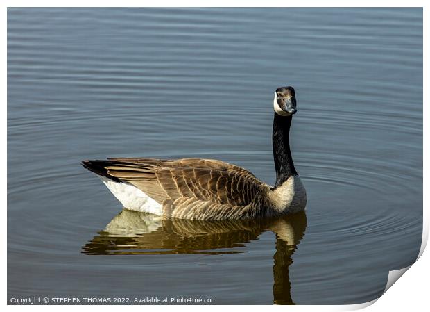 Canada Goose- I'm watching you Print by STEPHEN THOMAS