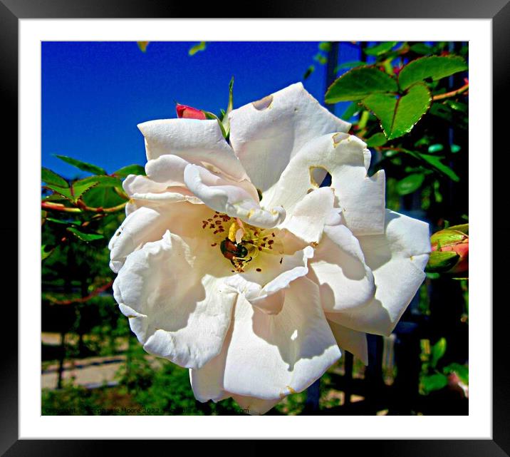 White Rose Framed Mounted Print by Stephanie Moore