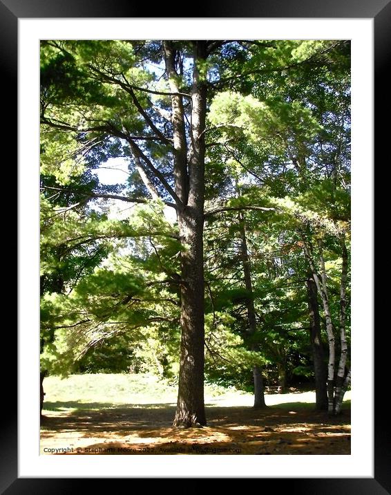 Sunlit trees Framed Mounted Print by Stephanie Moore