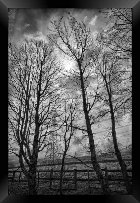 Spring Trees and Pylons Mono Framed Print by Glen Allen