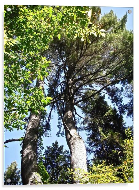 Sunlit Trees Acrylic by Stephanie Moore