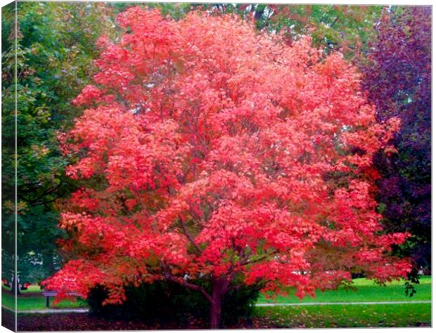 Red Maple Tree Canvas Print by Stephanie Moore