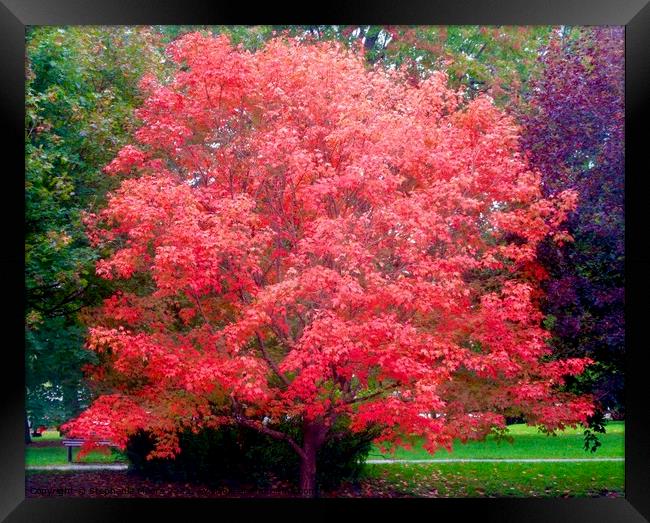 Red Maple Tree Framed Print by Stephanie Moore
