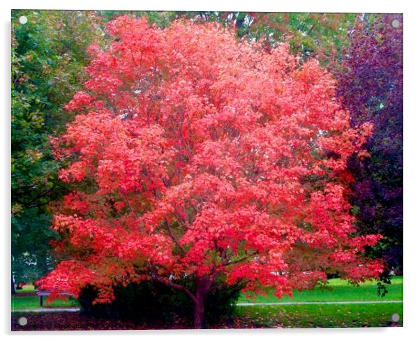 Red Maple Tree Acrylic by Stephanie Moore