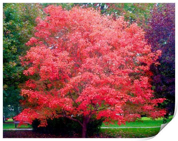 Red Maple Tree Print by Stephanie Moore