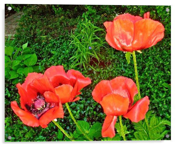 Red Poppies Acrylic by Stephanie Moore