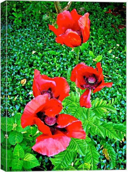 Four Red Poppies Canvas Print by Stephanie Moore