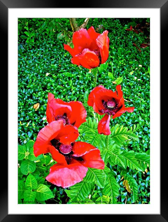 Four Red Poppies Framed Mounted Print by Stephanie Moore