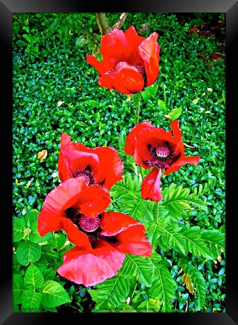 Four Red Poppies Framed Print by Stephanie Moore