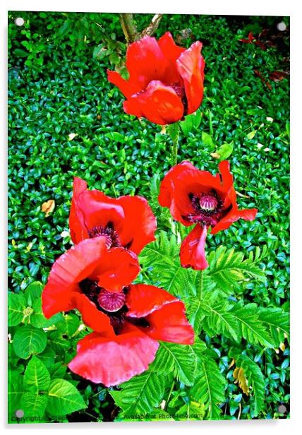 Four Red Poppies Acrylic by Stephanie Moore