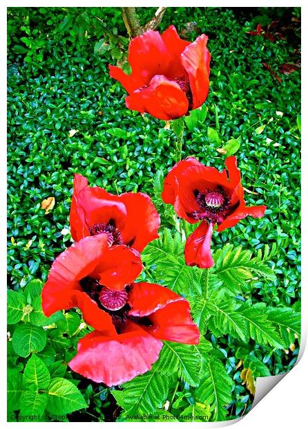 Four Red Poppies Print by Stephanie Moore