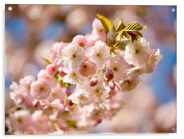 sunlit Cherry blossom Acrylic by Simon Johnson