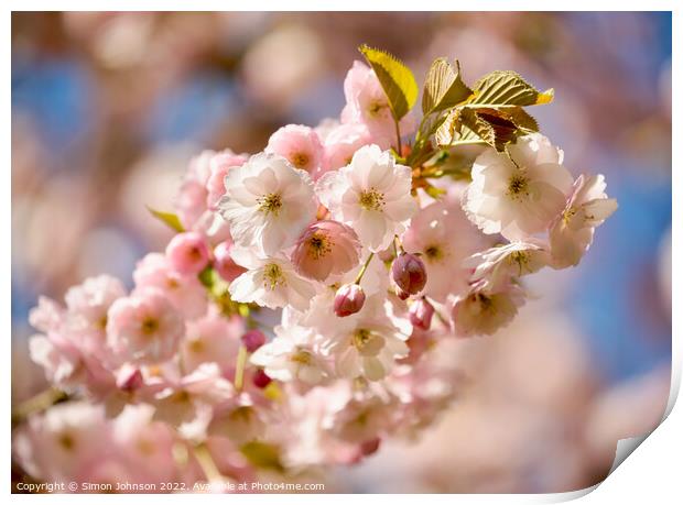 sunlit Cherry blossom Print by Simon Johnson