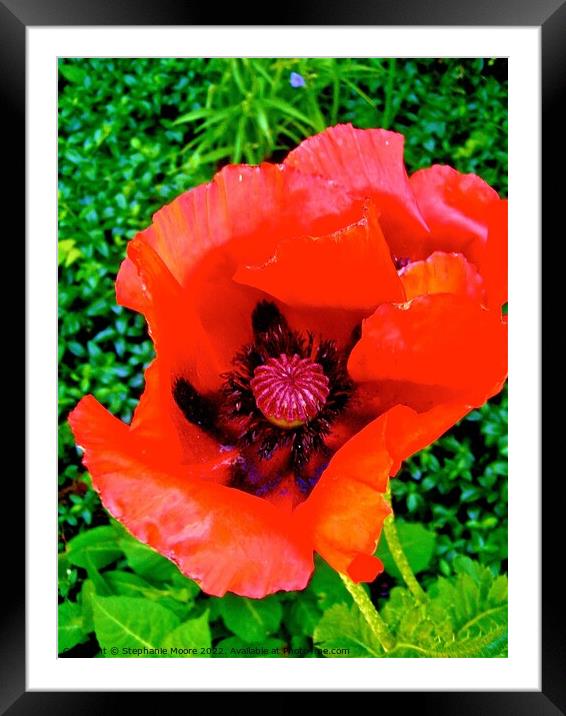 Red Poppy Framed Mounted Print by Stephanie Moore