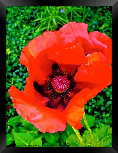 Red Poppy Framed Print by Stephanie Moore