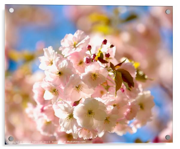 Spring blossom Acrylic by Simon Johnson