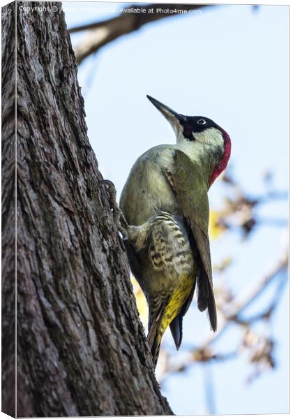 Pretty woodpecker Canvas Print by Kevin White