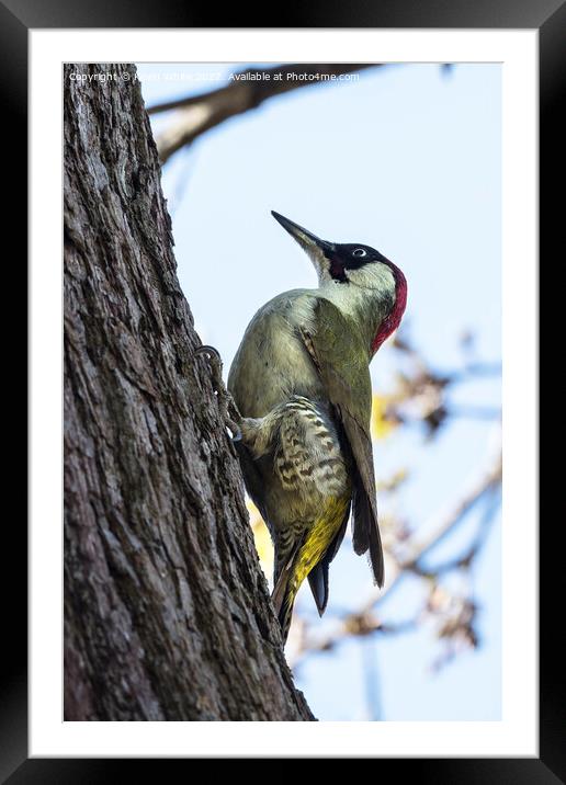 Pretty woodpecker Framed Mounted Print by Kevin White