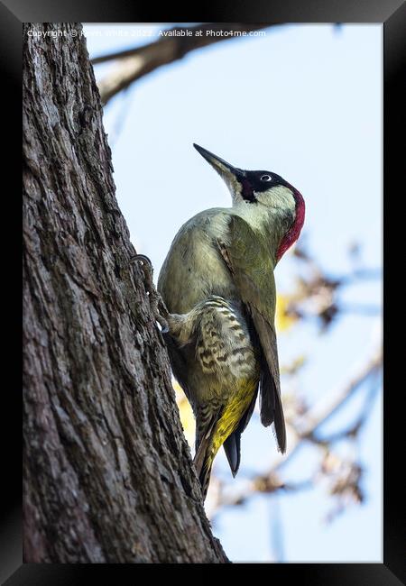 Pretty woodpecker Framed Print by Kevin White
