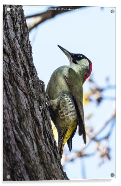 Pretty woodpecker Acrylic by Kevin White