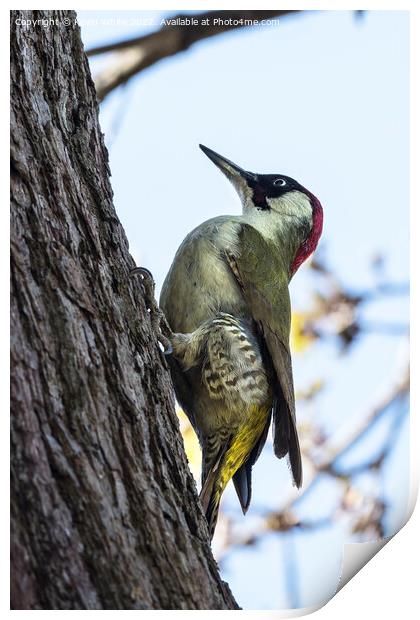 Pretty woodpecker Print by Kevin White