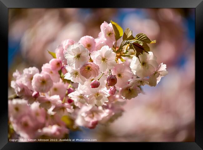 Spring Blossom Framed Print by Simon Johnson