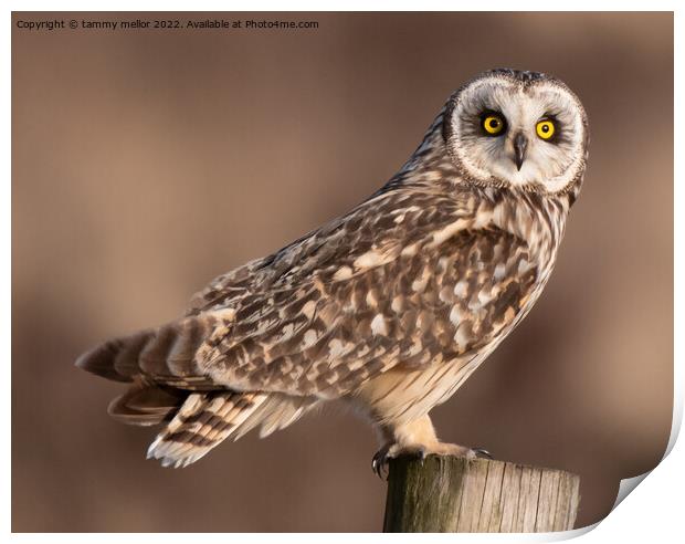 Majestic Short Eared Owl Print by tammy mellor