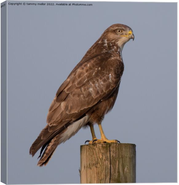 Majestic Buzzard Surveying Staffordshire Moorlands Canvas Print by tammy mellor