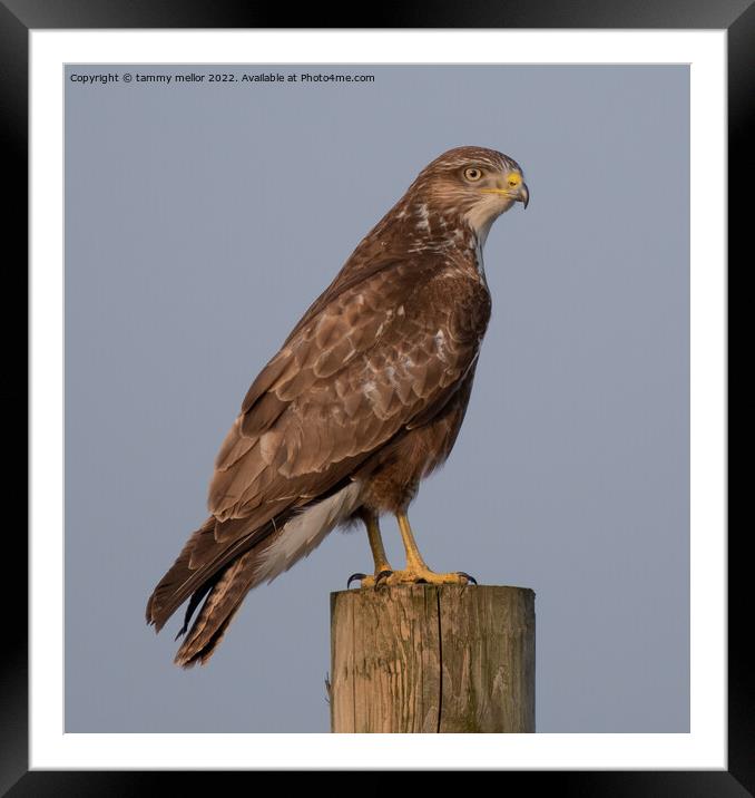 Majestic Buzzard Surveying Staffordshire Moorlands Framed Mounted Print by tammy mellor