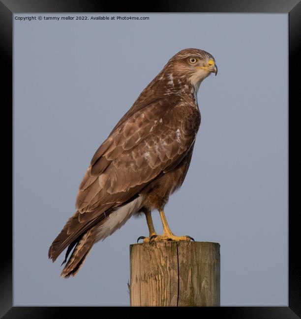 Majestic Buzzard Surveying Staffordshire Moorlands Framed Print by tammy mellor