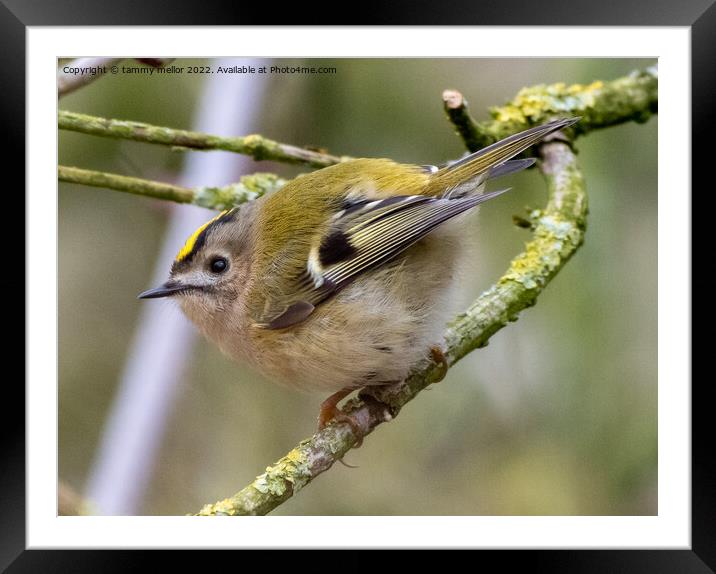 Majestic Goldcrest Sitting on a Staffordshire Tree Framed Mounted Print by tammy mellor