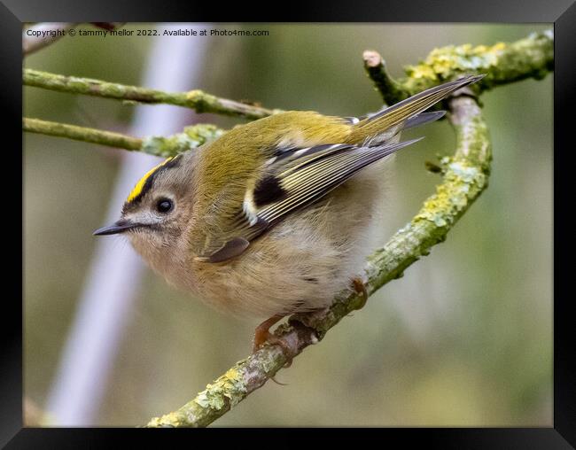 Majestic Goldcrest Sitting on a Staffordshire Tree Framed Print by tammy mellor