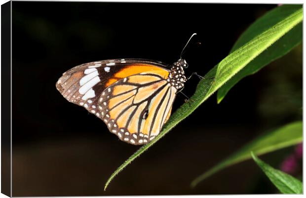 Monarch Butterfly (Danaus plexippus) Canvas Print by Andrew Harker