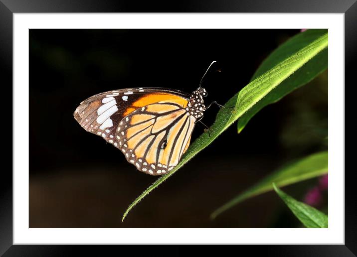 Monarch Butterfly (Danaus plexippus) Framed Mounted Print by Andrew Harker