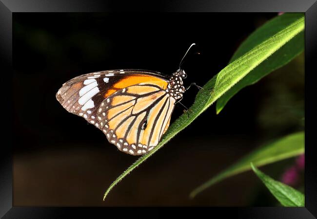 Monarch Butterfly (Danaus plexippus) Framed Print by Andrew Harker