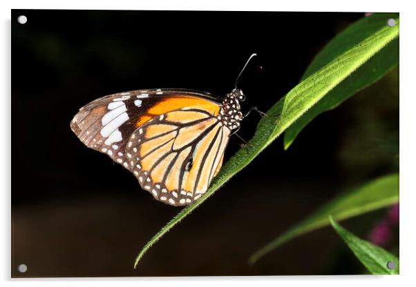 Monarch Butterfly (Danaus plexippus) Acrylic by Andrew Harker