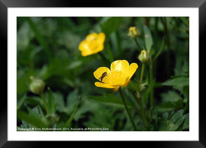 Bee's story Framed Mounted Print by Wood Stocker