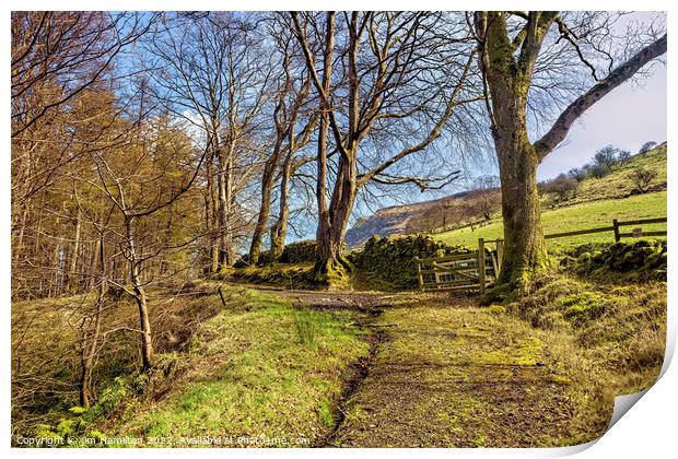 Glenariff fforest Print by jim Hamilton