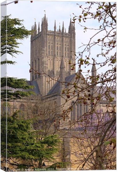 Gothic Wonder of Wells Cathedral Canvas Print by Antony Robinson