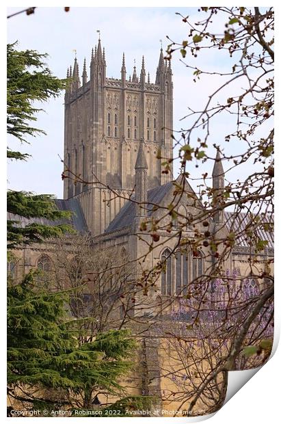 Gothic Wonder of Wells Cathedral Print by Antony Robinson