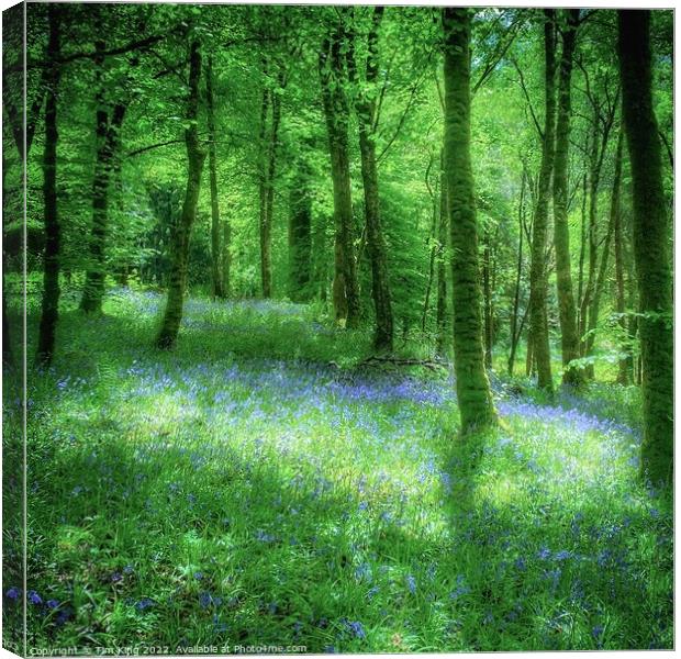 Bluebell Wood at Inveraray Castle Canvas Print by Tim King