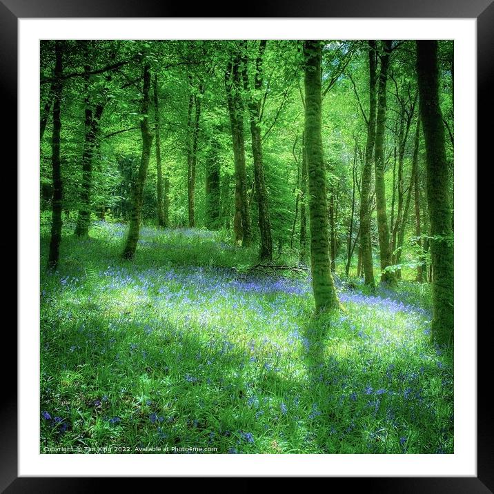 Bluebell Wood at Inveraray Castle Framed Mounted Print by Tim King