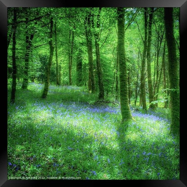 Bluebell Wood at Inveraray Castle Framed Print by Tim King