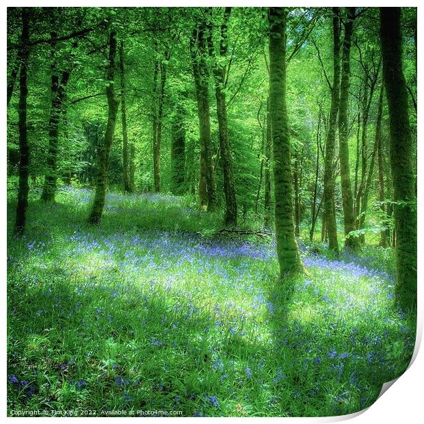 Bluebell Wood at Inveraray Castle Print by Tim King